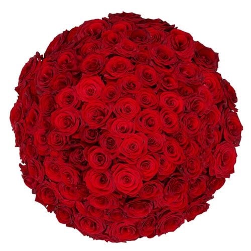 100 white roses | Florist