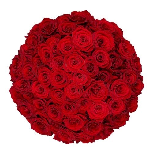 50x Red Naomi Roses