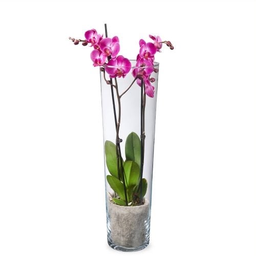 Pink Orchid 2-Branch + vase