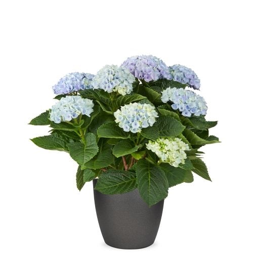 Magical Hydrangea blue