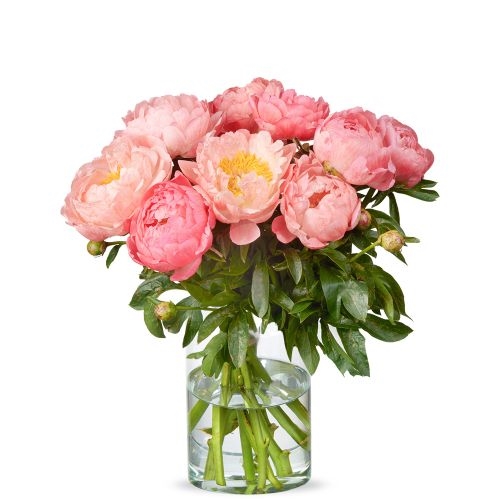 10 Cream colored peonies