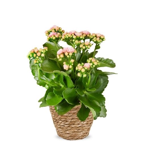 Kalanchoe | Blossfeldiana