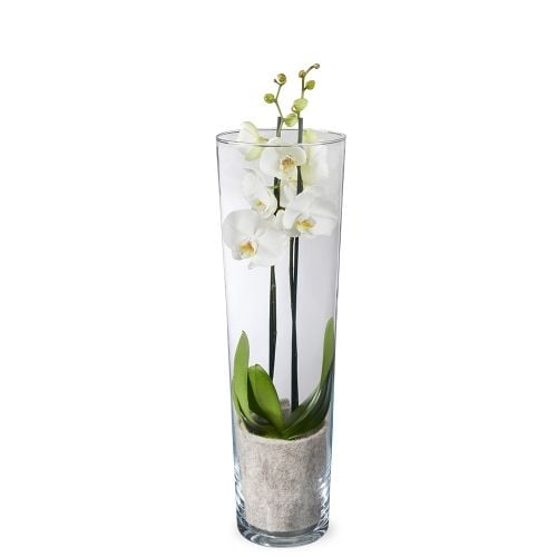 White orchid in vase