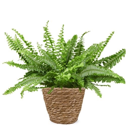 Curly Fern H40