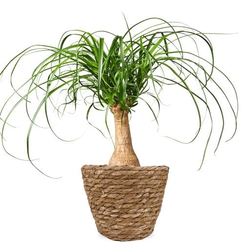 Elephant's foot | Beaucarnea 60 cm