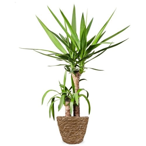 Yucca Plant 80cm