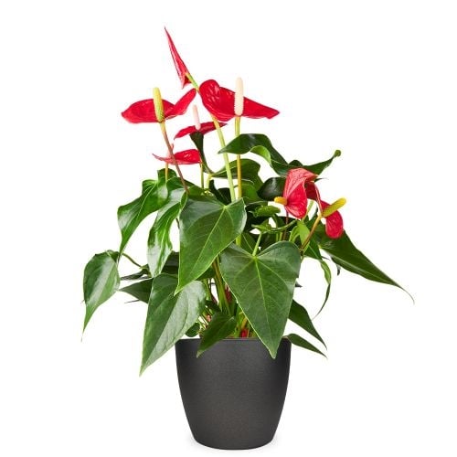Flamingo plant H50