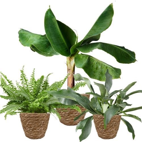 Tropical Plant Package