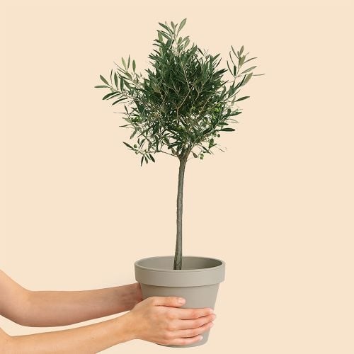 Large olive tree 100cm