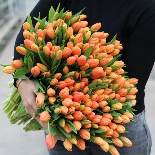 Large bunch of orange tulips XL (Small)