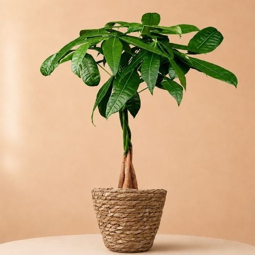 Money tree | Pachira Aquatica 50cm