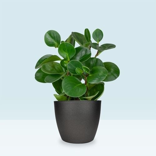 Rubberplant | Peperomia obtusifolia