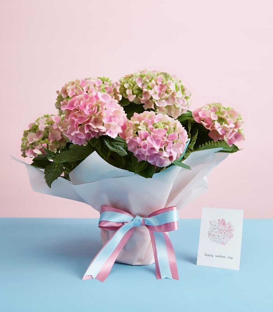Fresh Hydrangea Marc for Mother's Day