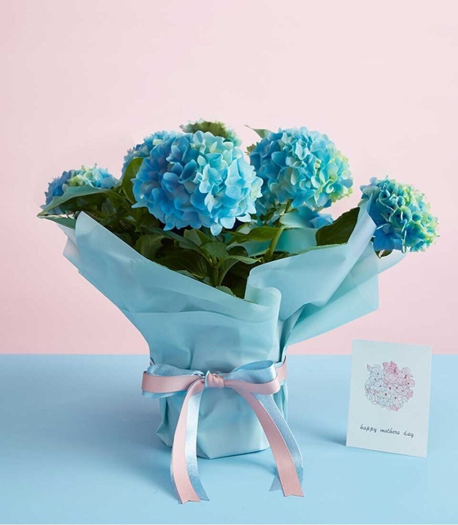 Mother's Day Hydrangea Marc Gift