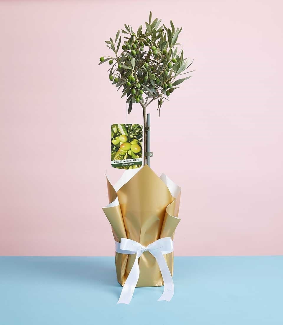Italian Olive Plant Gift Mother's Day