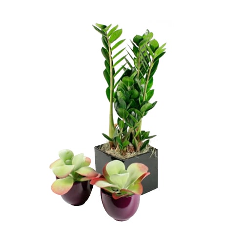 Plant package - Easy care
