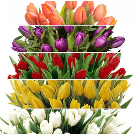 Send bouquet Pink tulips blombud (Large)
