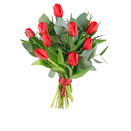Red Tulips