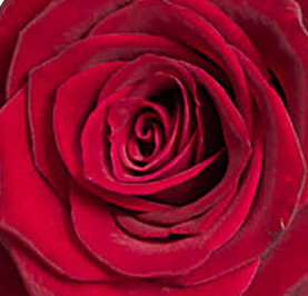 Rose: red (large)