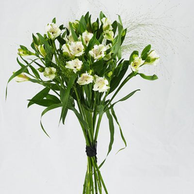 Send bouquet Alstromeria as blombud