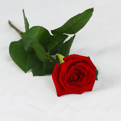 Hand bouquet with a red rose