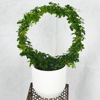 Send ge flower with pot blombud