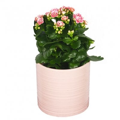 Send Flowering Plant Florist Choices Blombud