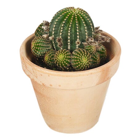 Cactus with a pot