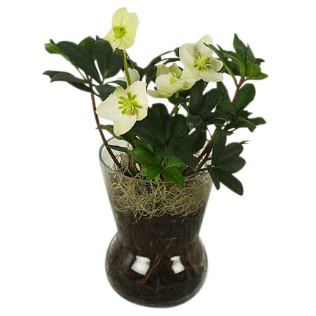 Helleborus