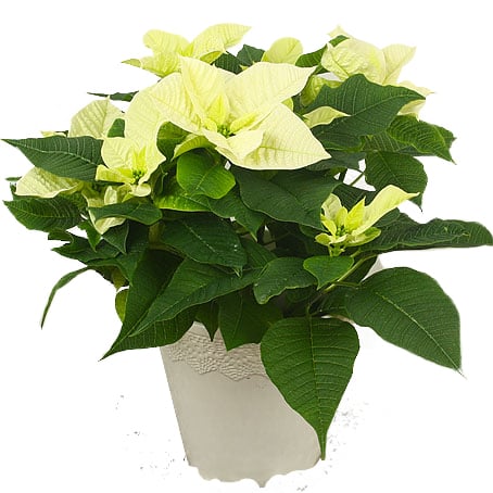White poinsettia