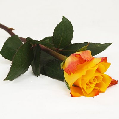 Hand bouquet med en orange ros