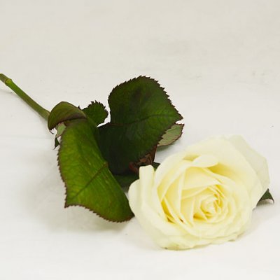 Funeral hand flower with a white rose -1