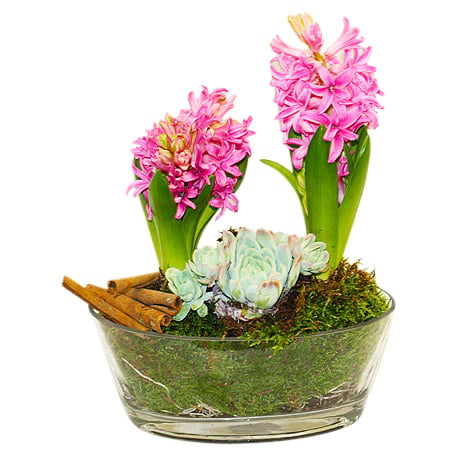 Pink hyacinth planting