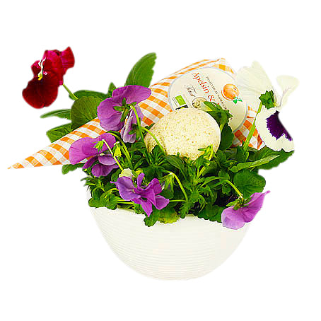 Skicka Penséplantering som blombud