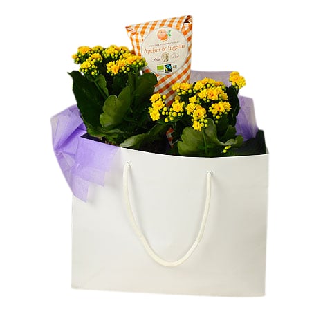 Send Kalanchoe in a bag as a flower delivery