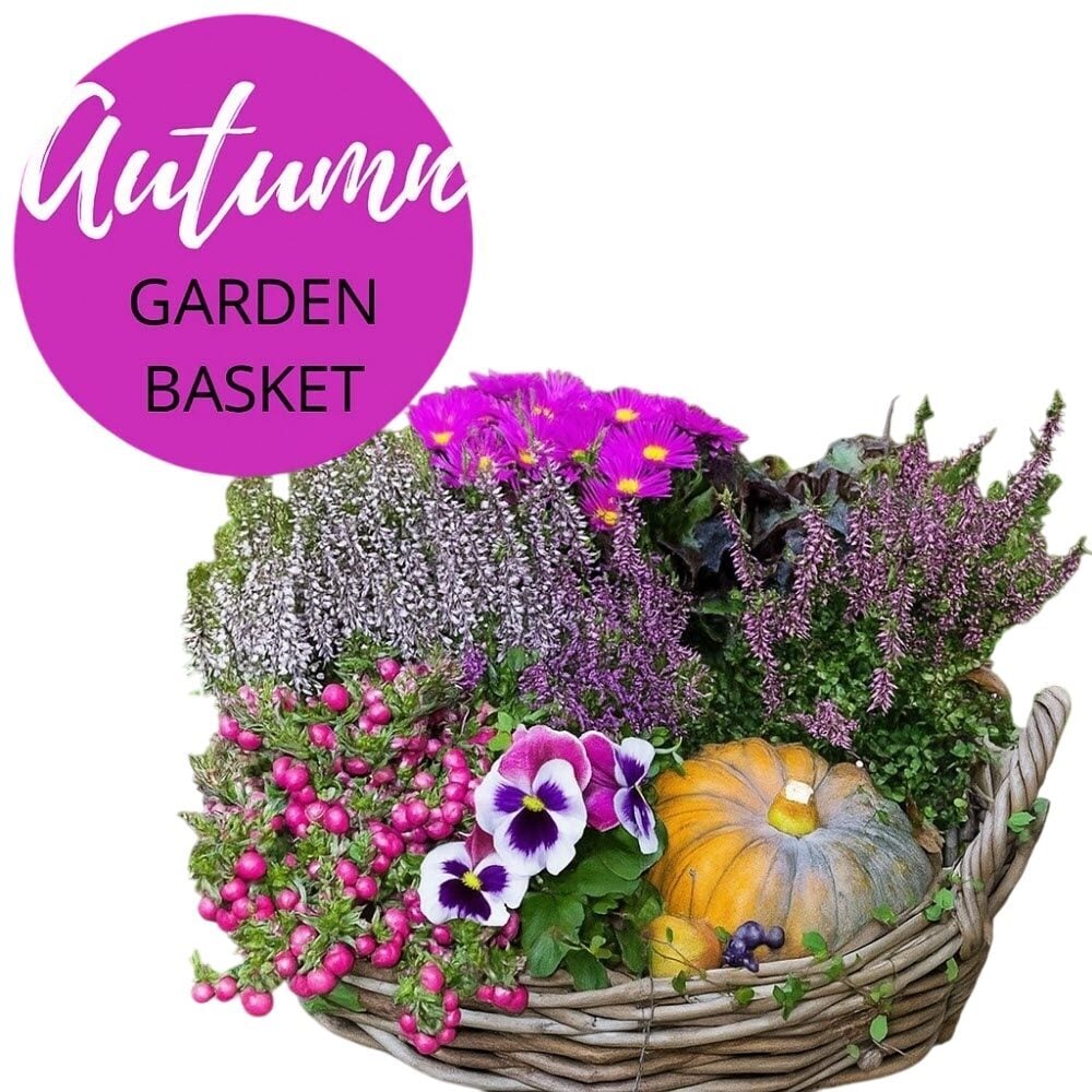 Patio arrangement "Autumn" Florist Choice (Small)