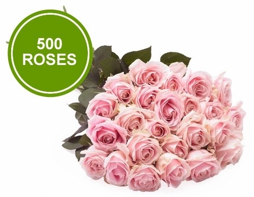 Bouquet 500 Large Pink Roses