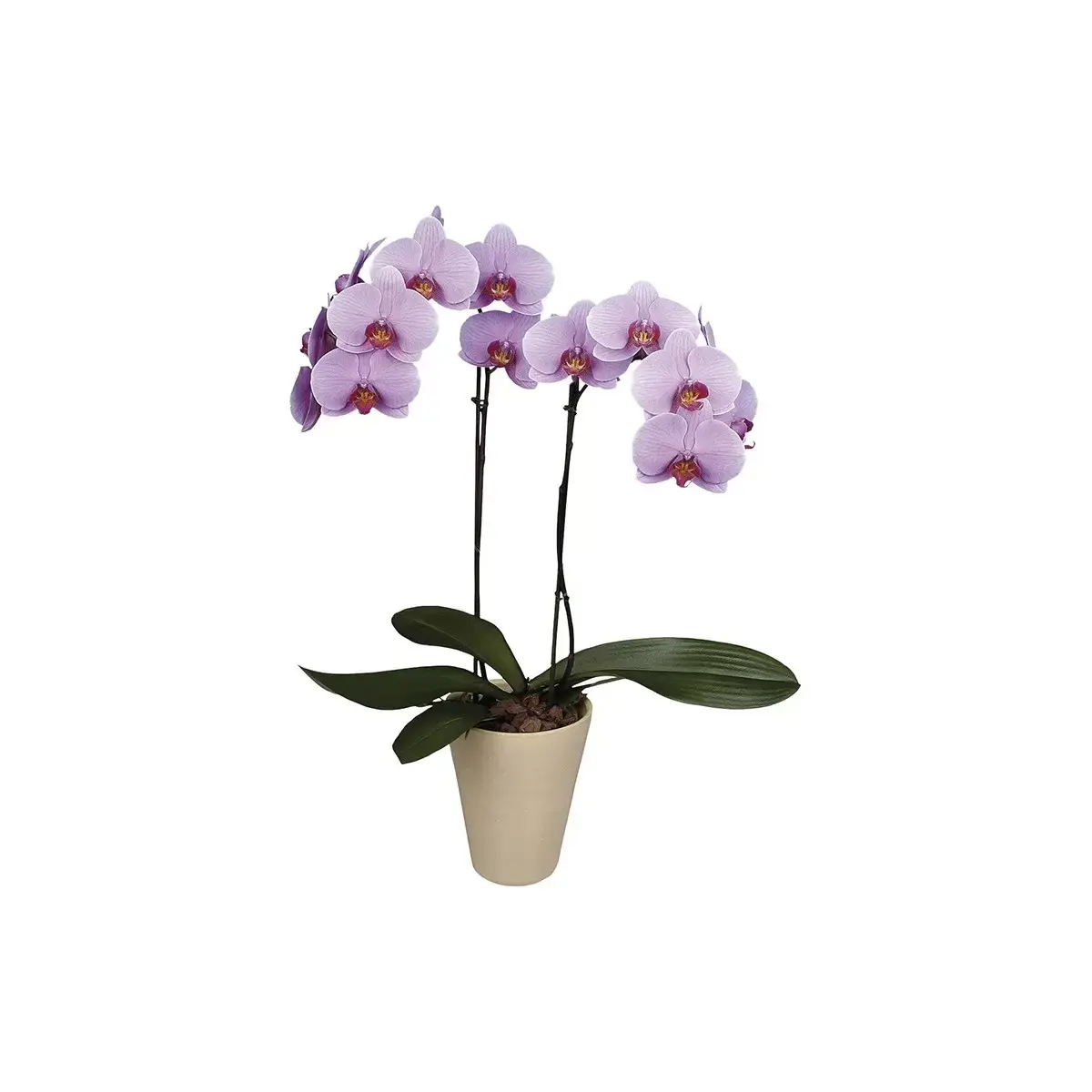 Pink Orchid