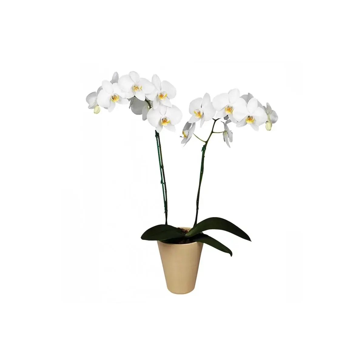 White Orchid