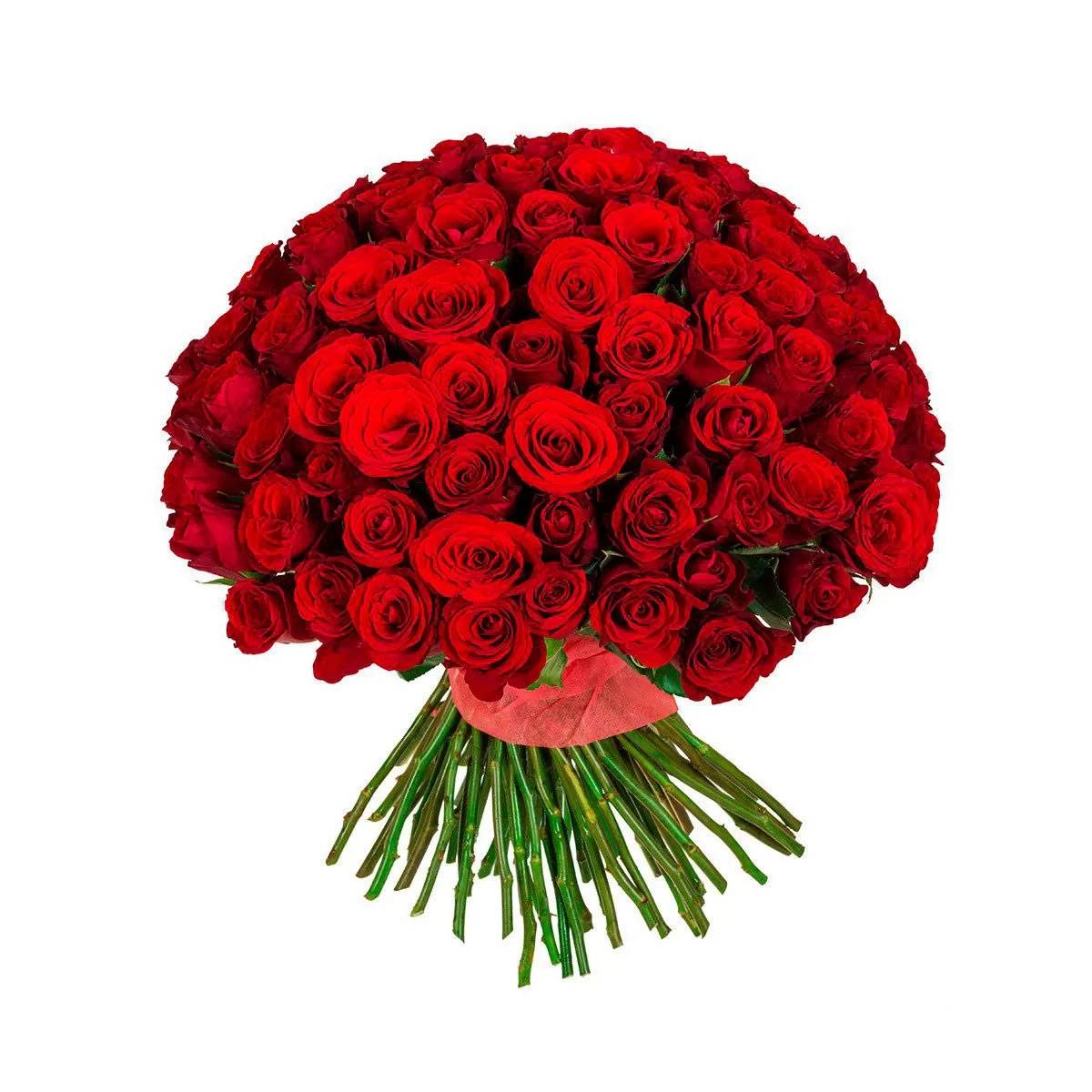 101 Red Roses 50-60 cm
