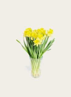 Letterbox Bouquet Daffodil
