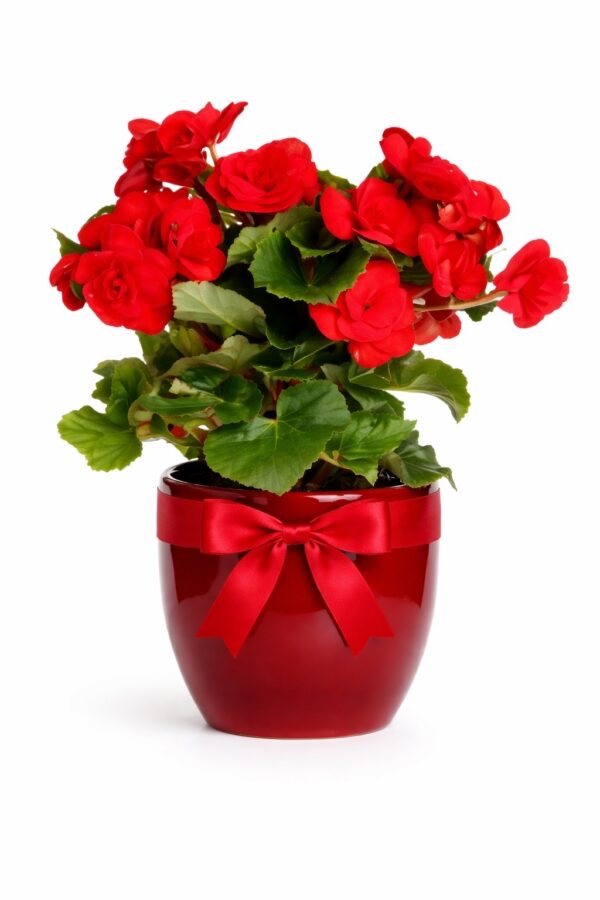Red Begonia