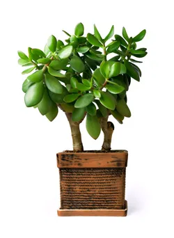 Money tree