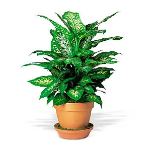 Dieffenbachia
