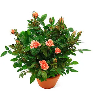 Miniature Roses