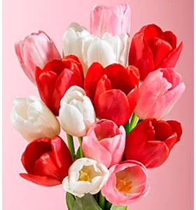 Tulips for Womens`s Day