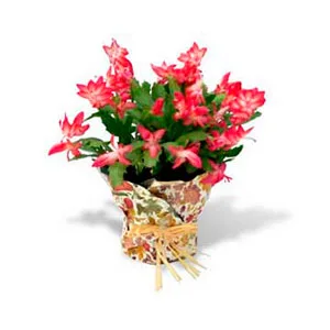 Christmas Cactus