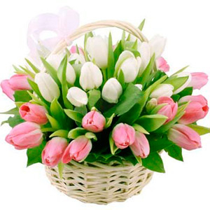 Basket of delicate tulips