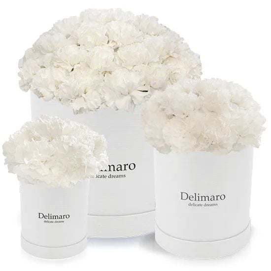 White carnations in a white box (Small)