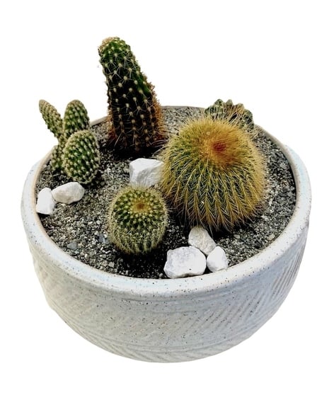 Cactus Collection (Standard)